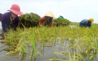 Mở rộng bảo hiểm, hoá giải rủi ro nông nghiệp