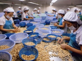 Ngành điều đề xuất gói tín dụng 800 triệu USD