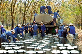 Chiến tranh thương mại: Cơ hội với cao su Việt và những lưu ý
