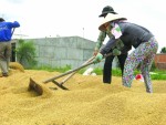 Xuất khẩu gạo 2014: Đặt hy vọng ở giao dịch biên mậu