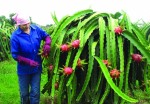 Xuất khẩu trái cây trước cơ hội mới