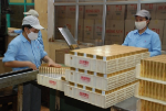 Hạn ngạch nhập khẩu thuốc lá nguyên liệu năm 2014 là 44.100 tấn