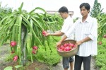 Long An: Đầu tư hơn 713,4 tỷ đồng cho cây thanh long