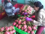 ĐBSCL đẩy mạnh chế biến rau quả
