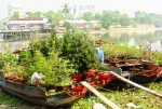 Cây cảnh đổ về thành phố