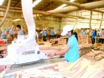Doanh nghiệp gỗ gặp khó vì kiểm dịch