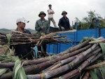 Mía đường một năm gom vốn