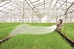 Sản xuất nông nghiệp công nghệ cao: Tín dụng chờ thủ tục pháp lý