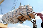 Xuất khẩu gạo dự báo giảm ở tất cả thị trường