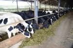 Vinamilk tăng mạnh thu mua sữa tươi nguyên liệu của nông dân