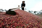 Vinacaphe triển khai nhiệm vụ năm 2013