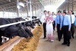 Tái cơ cấu nông nghiệp ven đô