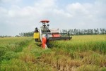 Công bố giá thành sản xuất lúa gạo vụ đông xuân 2013-2014