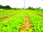 Rau quả sạch lên sàn