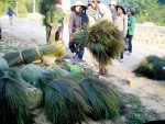 Quảng Ngãi: Người dân phấn khởi nhờ bông đót đắt giá