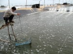 Mỹ công nhận doanh nghiệp Việt không phá giá tôm