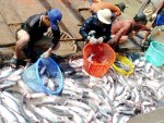 Hiệp hội Cá tra Việt Nam: Sẽ giúp giải bài toán cung - cầu