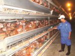 Khi nông dân ứng dụng công nghệ cao