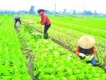Đắng lòng vì rau