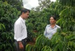 Cây cà phê Tây Nguyên khát nước