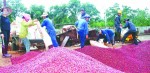 Chủ động hỗ trợ người trồng cà phê