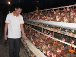 Hai năm chăn nuôi lỗ 27 tỷ đồng