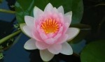 Làm giàu từ hoa súng