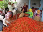 Quảng Ngãi: “ngọt ngào” vụ ớt Đông Xuân