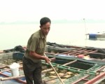 Hà Nội: Nuôi cá và ếch trong lồng cho sản phẩm sạch, năng suất cao