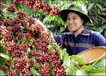 Xây dựng chiến lược vốn cho cây cà phê