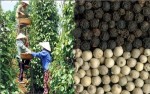 Xuất khẩu hồ tiêu quý I/2013: lượng tăng, giá giảm