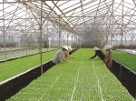 Cử tri lo lắng yếu kém của ngành nông nghiệp