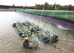 Tôm tắc thở vì thiếu điện