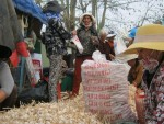 Tỏi Lý Sơn làm giàu cho nông hộ