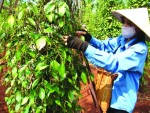 Nông sản vẫn phải mò mẫm tìm đường