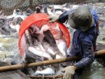 EU hỗ trợ xây dựng chuỗi cung ứng cá tra, cá basa bền vững tại Việt Nam