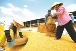 Trúng thầu giá thấp nhưng chưa chắc lỗ