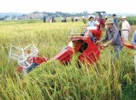 Hỗ trợ chuyển đổi từ trồng lúa sang trồng màu tại vùng ĐBSCL