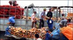 Nông sản Việt: Tham vác nặng khó đi đường dài