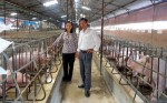 Chăn nuôi quy mô lớn tránh rủi ro dịch bệnh