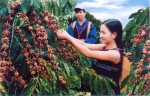 Tìm giải pháp bền vững cho cà phê Tây Nguyên