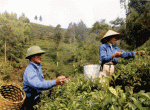 Để người nghèo vùng cao hưởng lợi từ cây chè