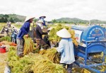Kiến nghị mua tạm trữ 3 triệu tấn lúa hè thu