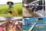 Nông nghiệp bao giờ hết yếu thế