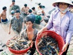 Giá tôm tăng 20%, người nuôi vẫn treo ao