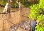 Cá tra Việt Nam sẽ không còn nhiều cơ hội vào Philppines