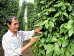 Thu hàng tỷ đồng từ trồng tiêu