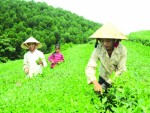 Bắt tay chè Việt cùng vươn ra thế giới