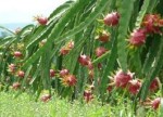 Duy nhất Việt Nam xuất khẩu thanh long sang New Zealand