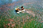 Ngân hàng Hợp tác xã và sự an toàn hoạt động của hệ thống QTDND